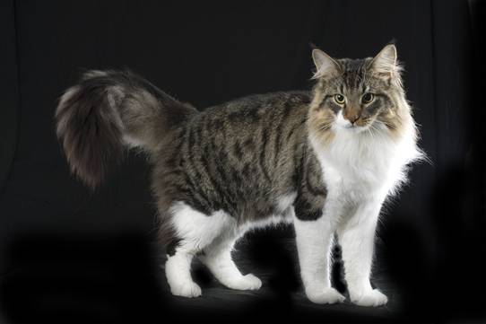 Alvinskogkattmestersakpet3