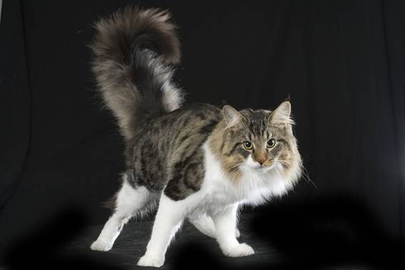 Alvinskogkattmesterskapet