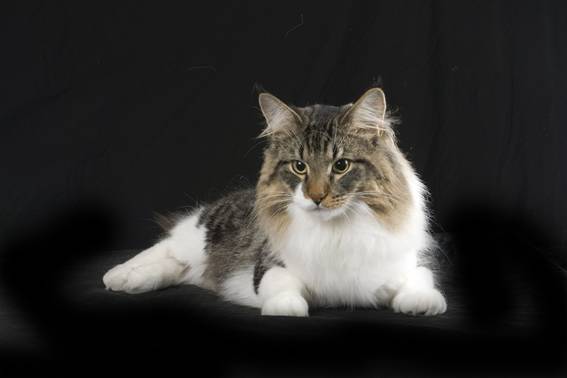 Alvinskogkattmesterskapet2