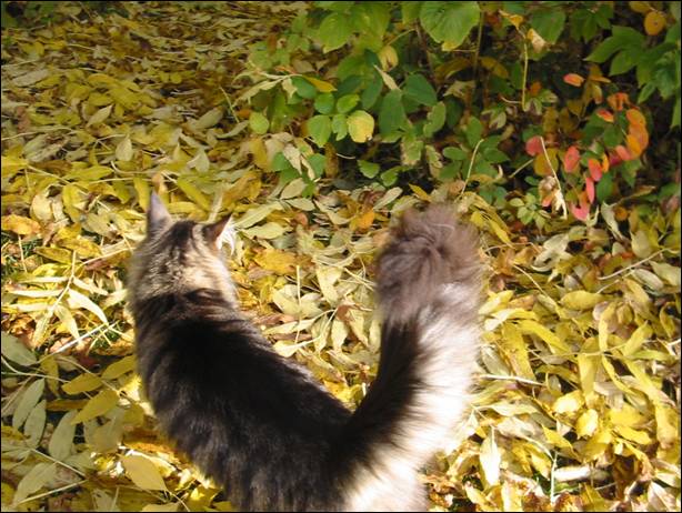 Amandusblanthøstblader