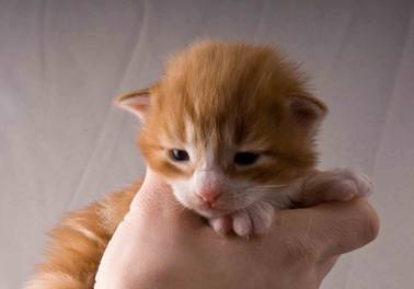 B-kull_2uker_kompress-10