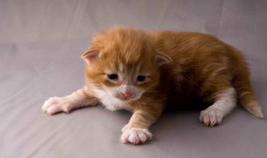 B-kull_2uker_kompress-16