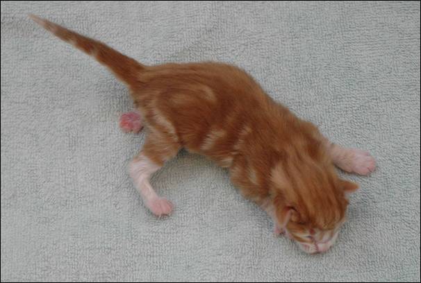 B-kull_10timer_kompress-21