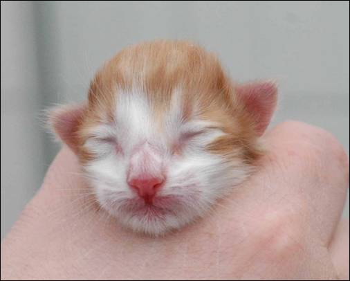 B-kull_10timer_kompress-23