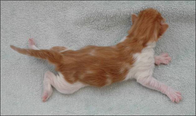 B-kull_10timer_kompress-25