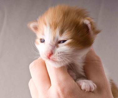 B-kull_2uker_kompress-22