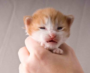 B-kull_2uker_kompress-20