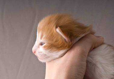 B-kull_2uker_kompress-24