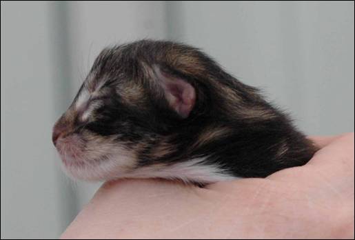 B-kull_10timer_kompress-28