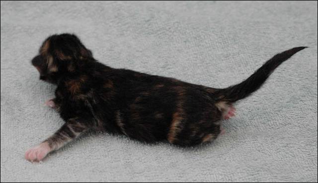 B-kull_10timer_kompress-30