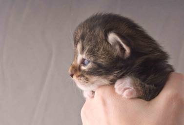 B-kull_2uker_kompress-32