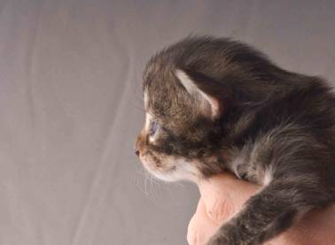 B-kull_2uker_kompress-34