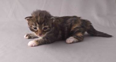 B-kull_2uker_kompress-40