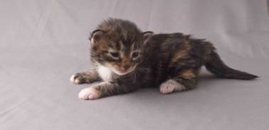 B-kull_2uker_kompress-38