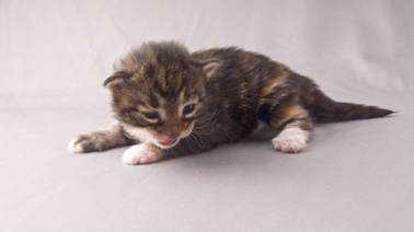 B-kull_2uker_kompress-37