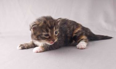 B-kull_2uker_kompress-36