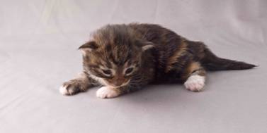 B-kull_2uker_kompress-35