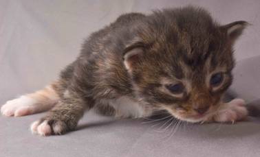 B-kull_2uker_kompress-41