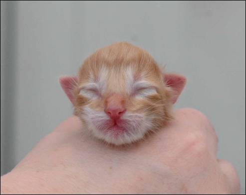 B-kull_10timer_kompress-12