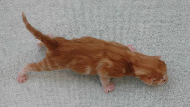 B-kull_10timer_kompress-15