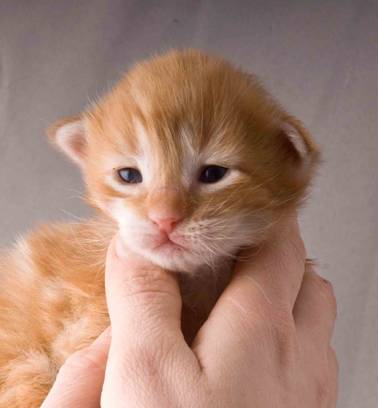 B-kull_2uker_kompress-2