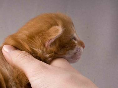 B-kull_2uker_kompress-4