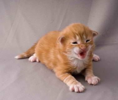 B-kull_2uker_kompress-8