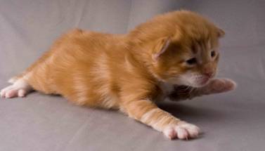 B-kull_2uker_kompress-9