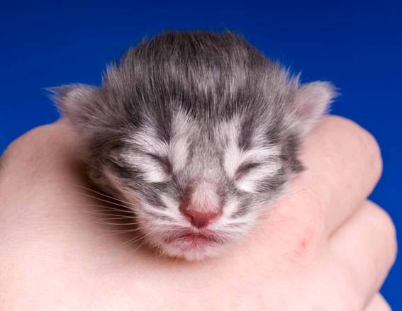 image037