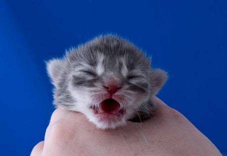 image035