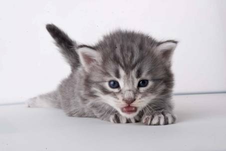 image037