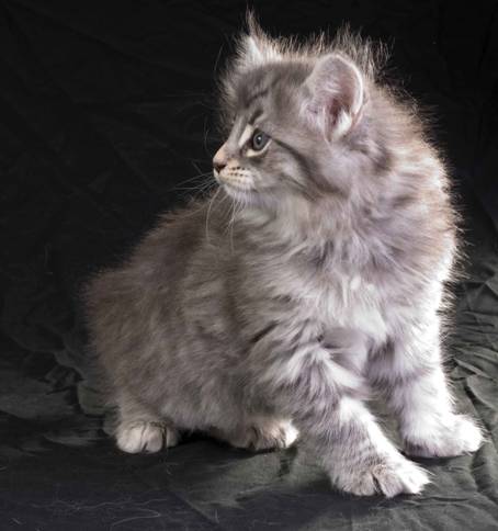 image065