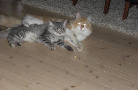 cornelius og aske 2