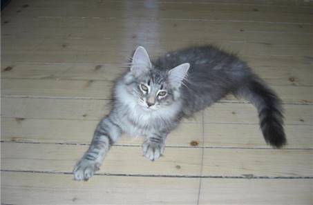 cornelius 14 uker