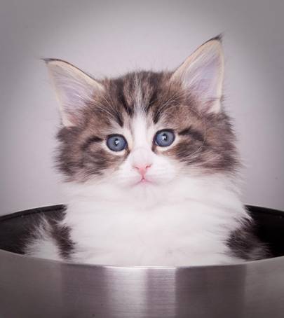 d_og_e-kull_18jan09_04