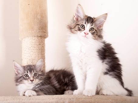 D_og_E-kull_uke11_25