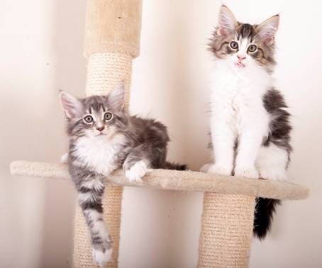 D_og_E-kull_uke11_24