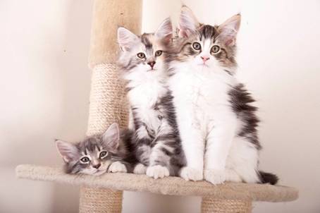 D_og_E-kull_uke11_36