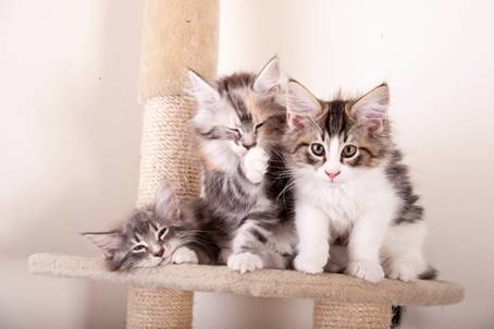 D_og_E-kull_uke11_35