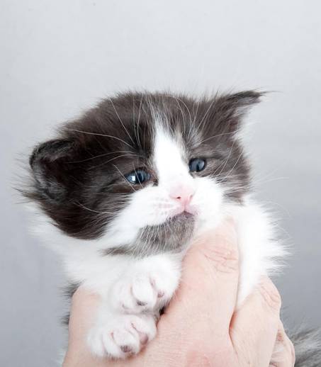 image062