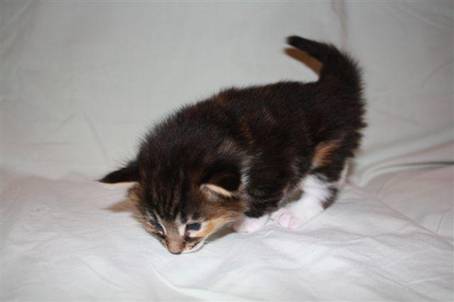 feline8