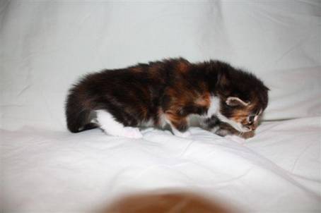 feline7