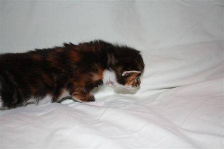 feline6