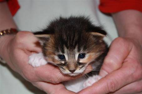 feline5