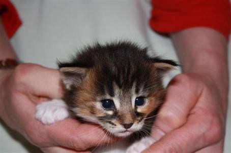 feline4