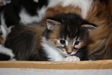 feline3