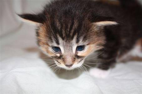 feline10