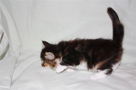 feline9