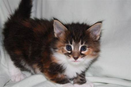 feline8
