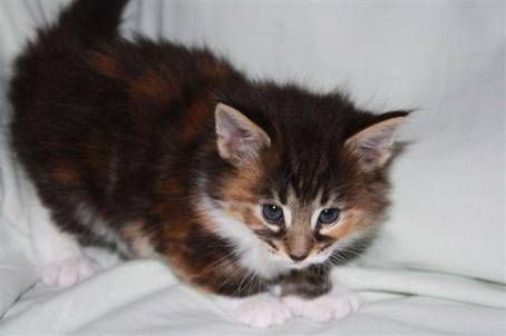 feline7